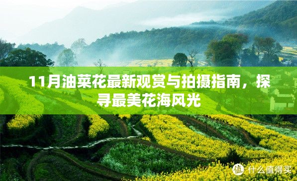 11月油菜花最新觀賞與拍攝指南，探尋最美花海風(fēng)光