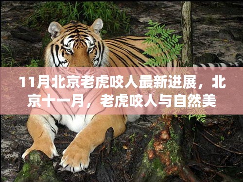北京老虎咬人事件最新進(jìn)展，自然美景與驚險(xiǎn)碰撞的旅程尋找內(nèi)心平靜之路
