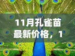 探尋孔雀苗最新價(jià)格走勢(shì)，背后的故事與影響因素揭秘（11月版）