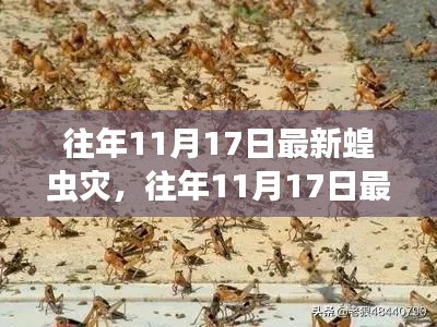 揭秘真相與應(yīng)對策略，往年11月17日最新蝗蟲災(zāi)害回顧與前瞻