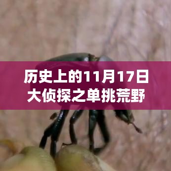 歷史上的11月17日，大偵探挑戰(zhàn)荒野的最新事件觀點探討
