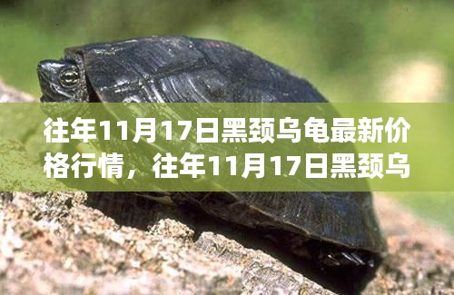 往年11月17日黑頸烏龜價(jià)格行情深度解析，市場走勢與個(gè)人觀點(diǎn)