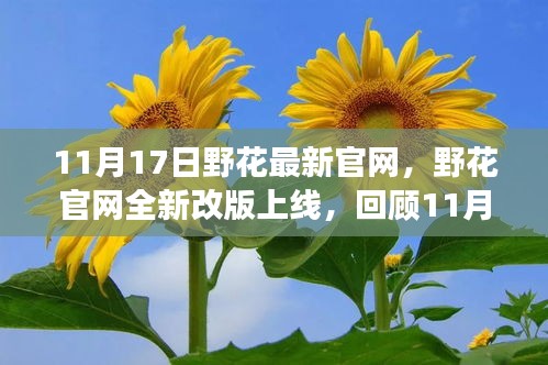 11月17日野花官網(wǎng)全新改版上線，蛻變與影響回顧