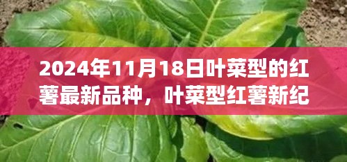 葉菜型紅薯新品種揭秘，家庭溫馨種植日見證友情種子的綻放