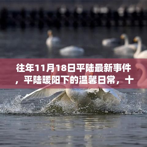 平陸暖陽下的溫馨日常與趣事友情綻放——十一月十八日最新事件回顧