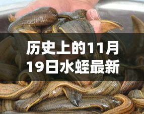 歷史上的11月19日水蛭最新價(jià)格，歷史上的11月19日水蛭最新價(jià)格，全面評(píng)測(cè)與深度介紹