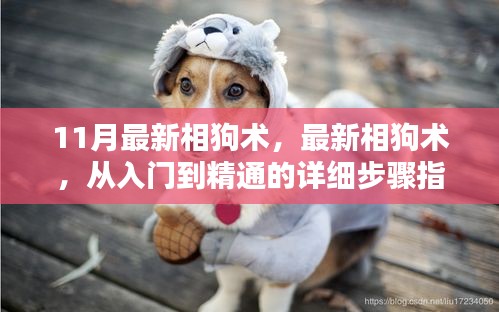 最新相狗術(shù)詳解，從入門到精通，初學(xué)者與進(jìn)階用戶指南（11月最新版）