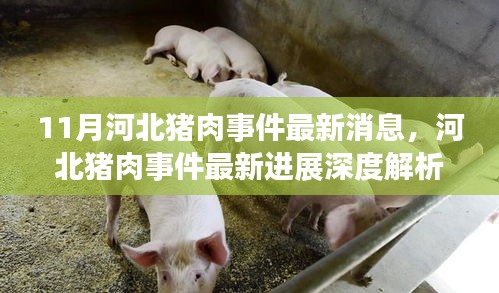 河北豬肉事件最新進(jìn)展深度解析，產(chǎn)品特性、用戶體驗(yàn)與群體分析