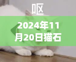 貓石對話揭秘，擁抱變化，自信閃耀的2024年11月20日最新一周運勢啟示