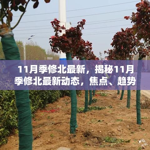 揭秘11月季修北最新動(dòng)態(tài)，焦點(diǎn)、趨勢(shì)與創(chuàng)新速遞