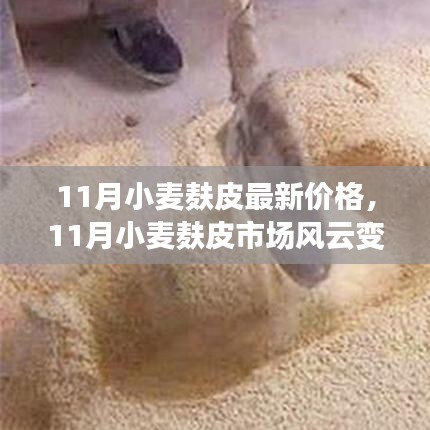 11月小麥麩皮市場(chǎng)深度解析，價(jià)格走勢(shì)與最新動(dòng)態(tài)