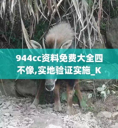 944cc資料免費(fèi)大全四不像,實(shí)地驗(yàn)證實(shí)施_KYR3.40