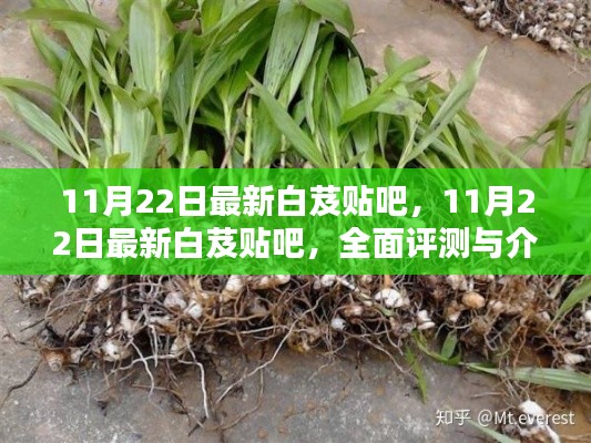 最新白芨貼吧全面評(píng)測(cè)與介紹，深度了解白芨的資訊與特點(diǎn)