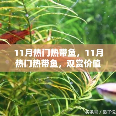 11月熱門熱帶魚的觀賞價(jià)值與養(yǎng)殖挑戰(zhàn)探討