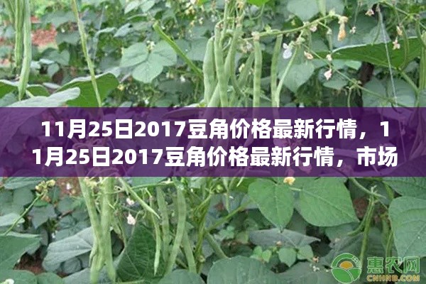 11月25日2017豆角價格最新行情，11月25日2017豆角價格最新行情，市場走勢分析與預(yù)測