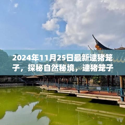 探秘自然秘境，逮豬籠子之旅的心靈之旅，尋找片刻寧?kù)o時(shí)光（2024年11月25日最新）