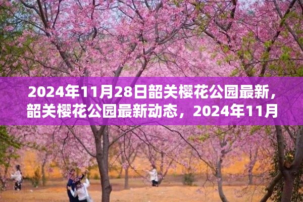 韶關(guān)櫻花公園最新動態(tài)探索與發(fā)現(xiàn)，2024年11月28日的韶關(guān)櫻花公園最新探索成果揭秘