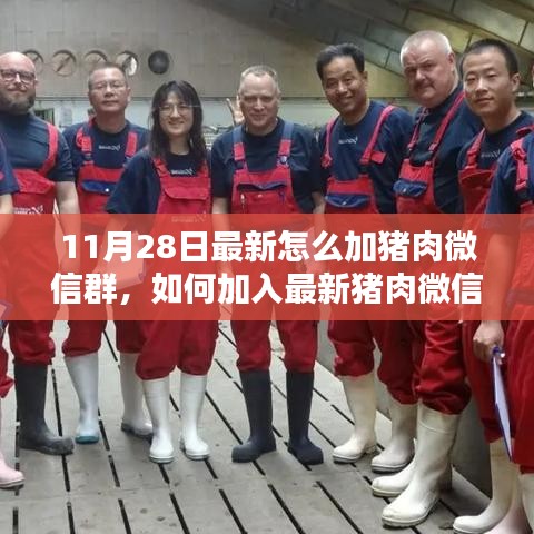 最新豬肉微信群加入指南，詳細(xì)步驟教你如何輕松入群