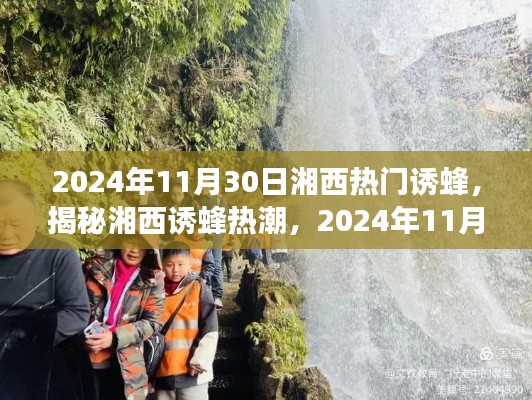 揭秘湘西誘蜂熱潮，探秘之旅，日期聚焦2024年11月30日