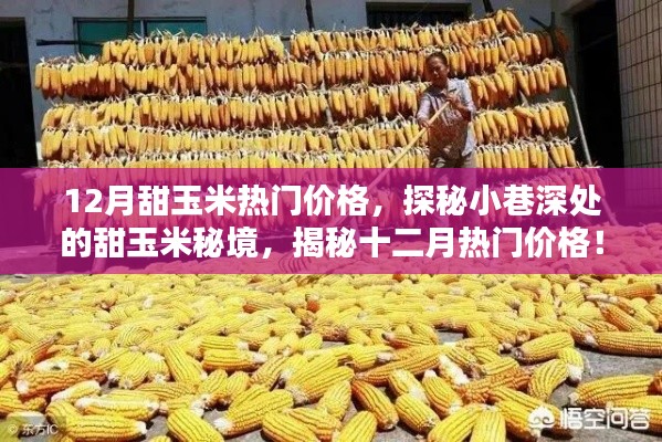 探秘小巷深處的甜玉米秘境，揭秘十二月甜玉米熱門價格揭秘