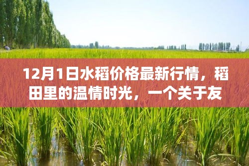 稻香故事，水稻最新行情下的溫情時光與友情之旅