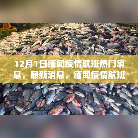 聚焦緬甸疫情航班動(dòng)態(tài)，十二月一日最新消息速遞