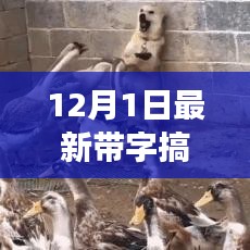 揭秘帶字搞笑圖片背后的故事與影響力——12月1日最新盤點(diǎn)