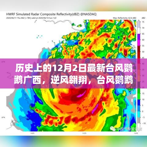 廣西臺(tái)風(fēng)鸚鵡，逆風(fēng)翱翔的勵(lì)志故事，展現(xiàn)變化的力量與自信之光