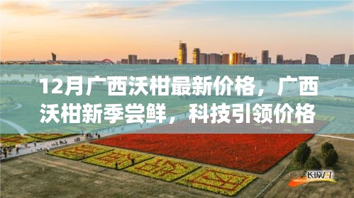 廣西沃柑新季嘗鮮盛宴，科技引領(lǐng)下的價(jià)格與品質(zhì)飛躍
