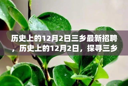 探尋三鄉(xiāng)最新招聘背后的故事，歷史上的12月2日招聘概覽