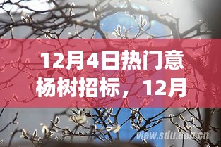 楊樹招標(biāo)背后的故事，探尋背后的溫情與深意
