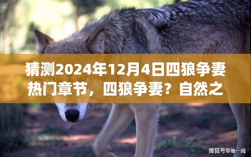 猜測(cè)2024年12月4日四狼爭(zhēng)妻熱門章節(jié)，四狼爭(zhēng)妻？自然之旅中尋找心靈寧?kù)o的奇妙篇章——2024年12月4日的未知探險(xiǎn)