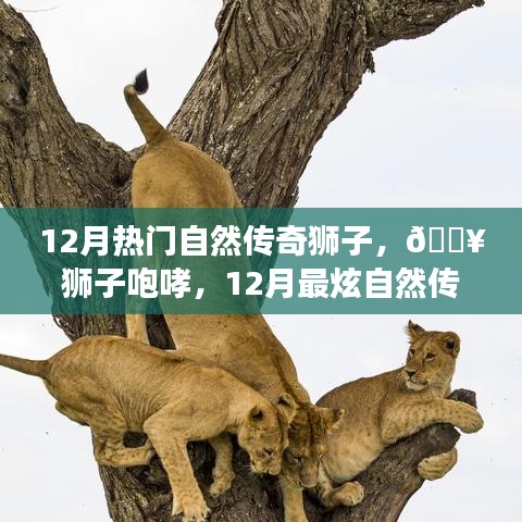 揭秘，智能獅子模擬器——十二月最炫自然傳奇高科技產(chǎn)品重磅登場！