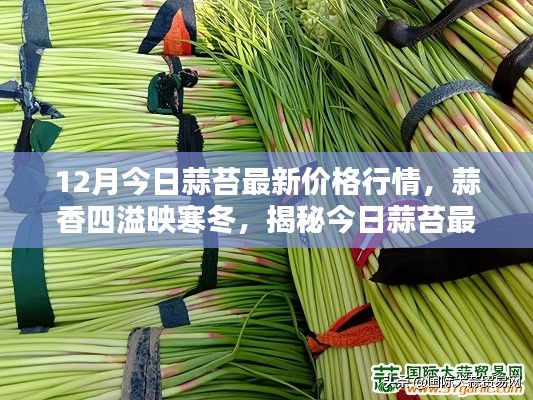 揭秘寒冬蒜香四溢背后的最新蒜苔價(jià)格行情，今日行情分析