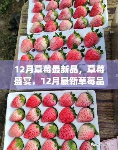 12月草莓盛宴，嘗鮮正當(dāng)季，探索最新草莓品種