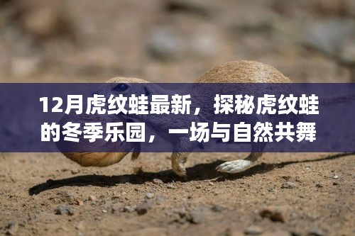 探秘虎紋蛙冬季樂園，與自然共舞的奇妙虎紋蛙之旅（最新12月報道）