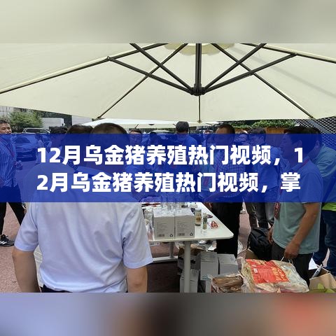 12月烏金豬養(yǎng)殖熱門視頻，12月烏金豬養(yǎng)殖熱門視頻，掌握養(yǎng)殖秘籍，開啟高效養(yǎng)殖之路