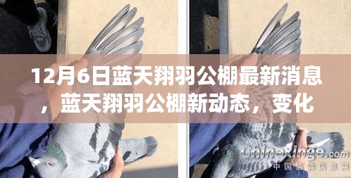 藍(lán)天翔羽公棚最新動(dòng)態(tài)，學(xué)習(xí)之旅中的變化與成就感的融合奇跡