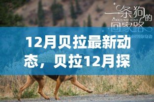 貝拉12月探險之旅，追尋自然美景的溫暖追尋內(nèi)心寧靜與平和之旅