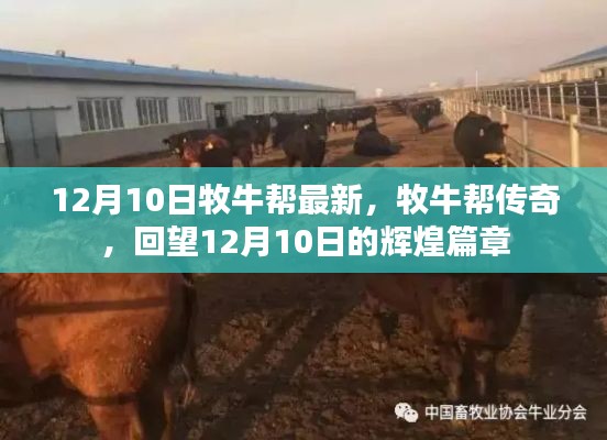 回望牧牛幫傳奇，12月10日的輝煌篇章最新消息