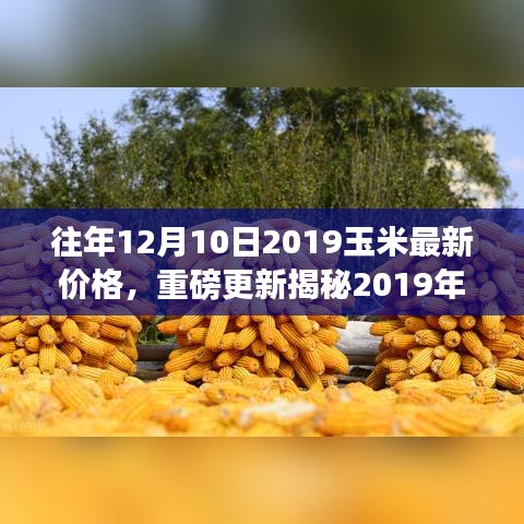 揭秘2019年12月10日玉米最新價(jià)格，洞悉市場(chǎng)走勢(shì)與行情動(dòng)態(tài)