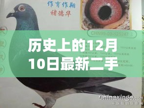 二手鴿鐘喚醒學(xué)習(xí)巨浪與自信光芒，歷史上的十二月十日回顧與啟示
