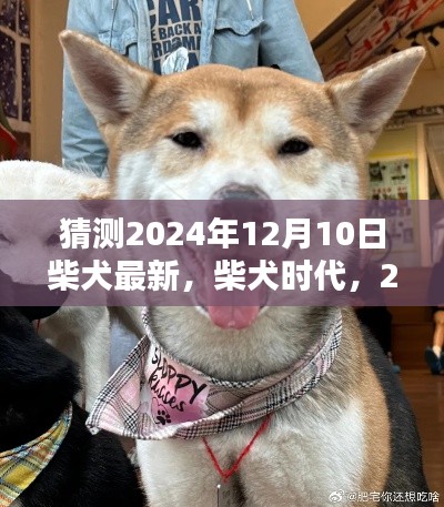 柴犬時代新篇章，預測2024年12月10日的柴犬最新動態(tài)