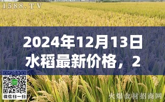 2024年水稻最新價格深度評測與介紹