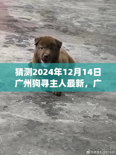 廣州狗尋主人記，學(xué)習(xí)變化的力量，成就夢(mèng)想與自信的新篇章（最新預(yù)測(cè)）