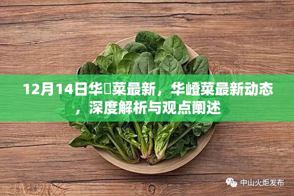 華嶝菜最新動態(tài)深度解析與觀點(diǎn)闡述（12月14日）