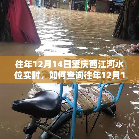 如何查詢往年12月14日肇慶西江河水位實(shí)時(shí)信息，初學(xué)者與進(jìn)階用戶指南分享！