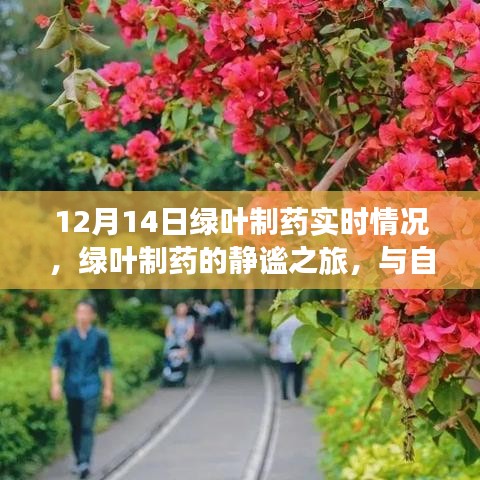 綠葉制藥，探尋內(nèi)心平靜的魔法之地——靜謐之旅與實(shí)時(shí)進(jìn)展觀察
