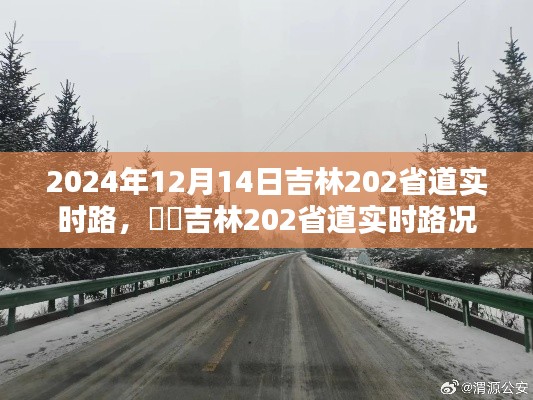 吉林202省道實時路況深度體驗分析，2024年12月14日的路況評測報告