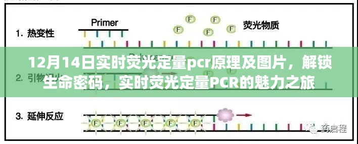 實(shí)時(shí)熒光定量PCR，揭秘生命密碼的魅力之旅（附原理圖解及圖片）